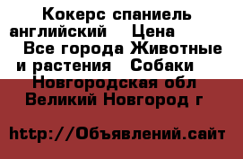 Кокерс спаниель английский  › Цена ­ 4 500 - Все города Животные и растения » Собаки   . Новгородская обл.,Великий Новгород г.